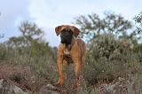CANE CORSO 150